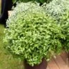 Pittosporum Tenuifolium ‘Golf Ball’ Ou Pittospore à Petites Feuilles Taillé En Boule -LeafJoy Shop a096 a097 pittosporum golf ball pl190683