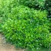Pittosporum Tobira ‘Nana’ Ou Pittospore Nain Du Japon -LeafJoy Shop a101 a102 pittosporum tobira nanum tg120614