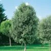 Chêne Vert, Yeuse Ou Quercus Ilex -LeafJoy Shop a103 a104 quercus ilex 07 98 08 000