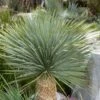 Yucca Rostrata Ou Yucca Bleu -LeafJoy Shop a105 yucca rostrata pl190391