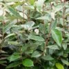 Elaeagnus X Ebbingei Ou Chalef De Ebbing -LeafJoy Shop a106 eleagnus ebbingei