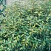 Elaeagnus X Ebbingei ‘Limelight’ Ou Chalef De Ebbing Panaché -LeafJoy Shop a107 eleagnus limelight n0104688