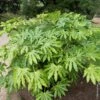 Fatsia Japonica Ou Aralia Sieboldii -LeafJoy Shop a108 fastia japonica sielbodii pl180905