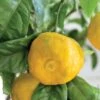 Citron Yuzu Ou Citrus X Junos -LeafJoy Shop a110 yuzu n0702287