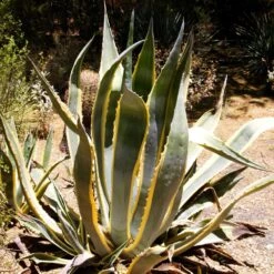 Agave D’Amérique Panaché Ou Agave Americana ‘Variegata’ -LeafJoy Shop agave americana variegata pixabay gratuit desert 190042 carr