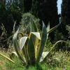 Agave D’Amérique Panaché Ou Agave Americana ‘Variegata’