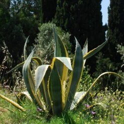 Agave D’Amérique Panaché Ou Agave Americana ‘Variegata’