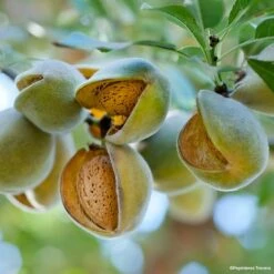 Amandier Nain De Jardins® Mini Mandier