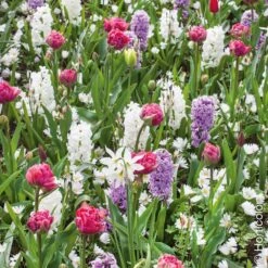 Assortiment Diane : Jacinthes + Tulipe + Narcisse