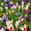 Assortiment Ninon : Tulipes Hâtives + Crocus -LeafJoy Shop assortiment ninon pm080621 ho