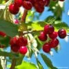 Cerisier Nain De Jardins® Chérie Cherry -LeafJoy Shop cerisier nain de jardin cherrie cherry t1000