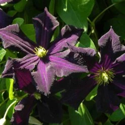 Clématite Ou Clematis X ‘Romantika’