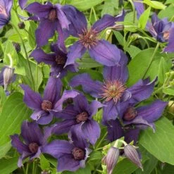 Clématite Arbustive SAPHYRA ® Violetta 9 Clématite Arbustive SAPHYRA ® Violetta -LeafJoy Shop cl matite saphyra violetta cleminov32 p pini res travers 1 t1000