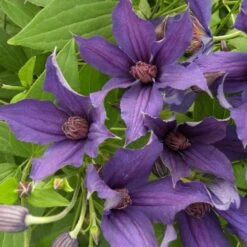 Clématite Arbustive SAPHYRA ® Violetta 8 Clématite Arbustive SAPHYRA ® Violetta -LeafJoy Shop cl matite saphyra violetta cleminov32 p pini res travers 5 t1000