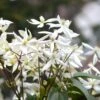 Clématite Du Père Armand Ou Clematis Armandii -LeafJoy Shop clematite armandii d tail fleurs pixabay gratuit blossom 1000643 1000