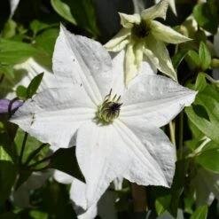 Clématite FOREVER FRIENDS ® Zofofri