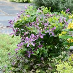 Clématite Arbustive SAPHYRA ® Estrella -LeafJoy Shop clematite saphyra estrella en massif p pini res travers 5 t1000