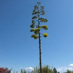 Agave D’Amérique Ou Agave Americana -LeafJoy Shop fleurs agave pixabay gratuit 411983 carr