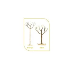 Cerisier Bigarreau Burlat -LeafJoy Shop fr fruitiers demi tige gobelet t1000 2