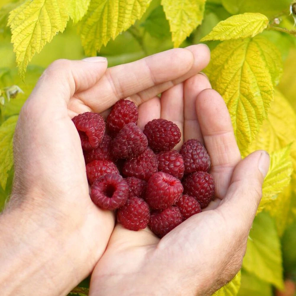 Framboisier Ou Rubus Idaeus GROOVY ® Jdeboer005 3 Framboisier Ou Rubus Idaeus GROOVY ® Jdeboer005 - Image 2