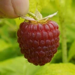 Framboisier Ou Rubus Idaeus GROOVY ® Jdeboer005 6 Framboisier Ou Rubus Idaeus GROOVY ® Jdeboer005 -LeafJoy Shop framboisier groovy jdeboer005 p pini res travers 13 1000