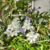 Solanum Jasminoïdes Ou Morelle Faux-jasmin -LeafJoy Shop img 20220915 090531 1000