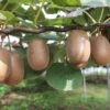 Kiwi Femelle, Actinidia Deliciosa Ou Actinidia Chinensis ‘Hayward’ 1 Kiwi Femelle, Actinidia Deliciosa Ou Actinidia Chinensis ‘Hayward’ -LeafJoy Shop kiwi femelle actinidia deliciosa ou actinidia chinensis hayward travers t1000