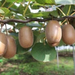 Kiwi Femelle, Actinidia Deliciosa Ou Actinidia Chinensis ‘Hayward’