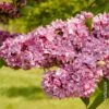 Lilas Commun Double Paul Thirion -LeafJoy Shop lilas double syringa vulgaris paul thirion ll030029 ho