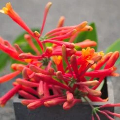 Chèvrefeuille Ou Lonicera Sempervirens Cedar Lane Cov -LeafJoy Shop lonicera cedar lane p pini res travers 18 1000