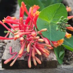 Chèvrefeuille Ou Lonicera Sempervirens Cedar Lane Cov -LeafJoy Shop lonicera cedar lane p pini res travers 27 1000