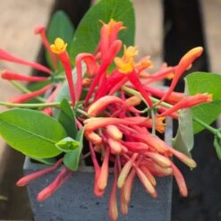 Chèvrefeuille Ou Lonicera Sempervirens Cedar Lane Cov -LeafJoy Shop lonicera cedar lane p pini res travers 34 1000