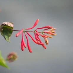 Chèvrefeuille Ou Lonicera Sempervirens Cedar Lane Cov -LeafJoy Shop lonicera cedar lane p pini res travers 6 1000