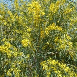 LeafJoy Shop -LeafJoy Shop mimosa 4 saisons acacia retinoides pixabay gratuit yellow 101294 1000