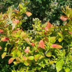 Myrtillier Ou Vaccinium Corymbosum YELLO!BELLOBLUE ® Andval1601 -LeafJoy Shop myrtille yello belloblue avec baies 1000