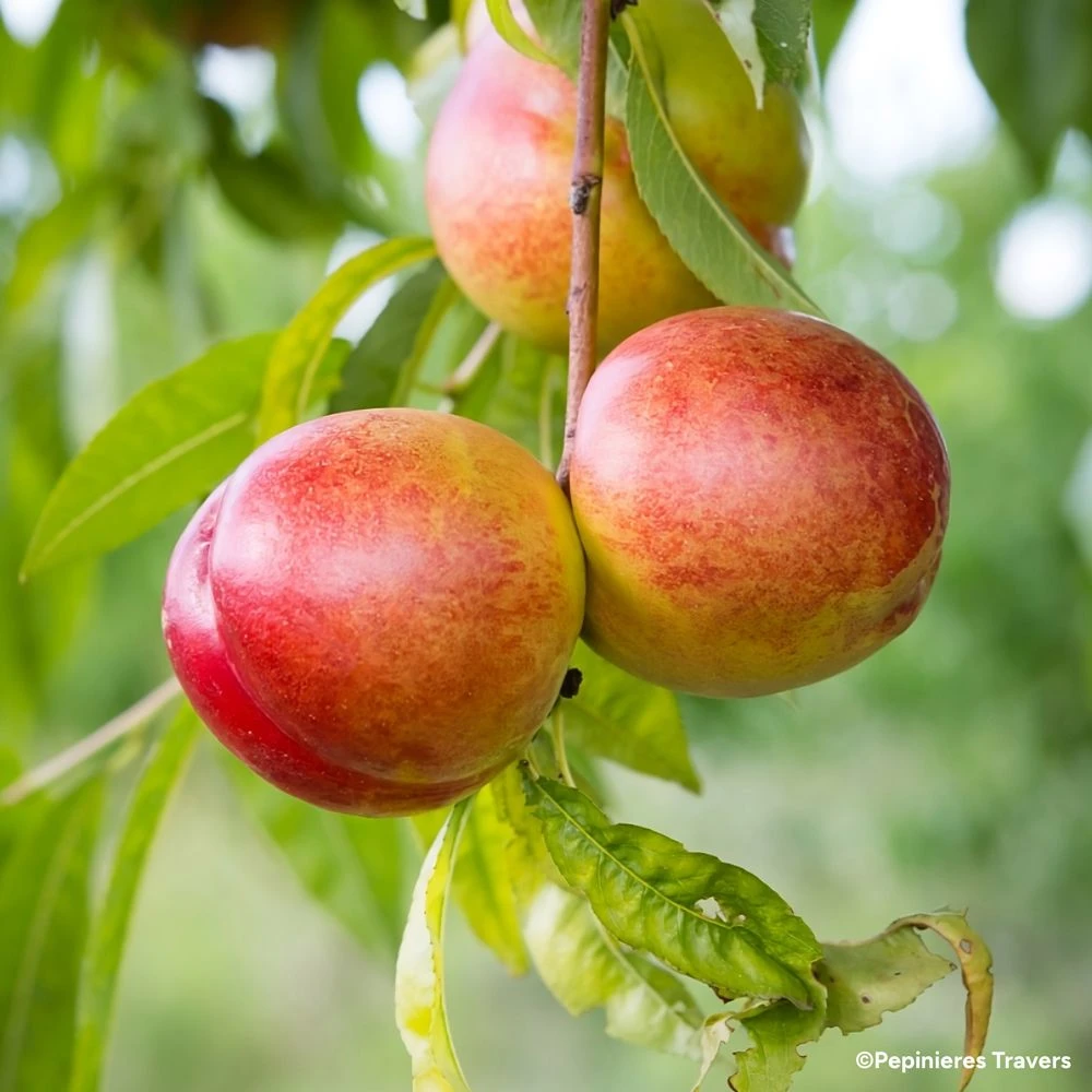 Nectarinier Nain De Jardins® Nectarinette 3 Nectarinier Nain De Jardins® Nectarinette