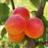 Abricotier ‘Rouge Du Roussillon’ -LeafJoy Shop rouge de roussillon