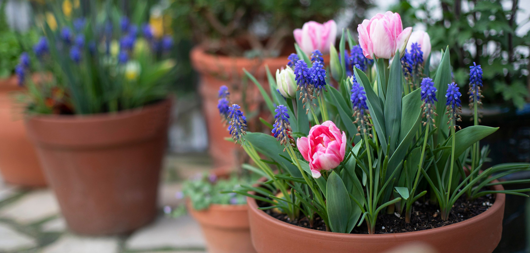 LeafJoy Shop -LeafJoy Shop banner955